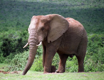 Addo Elephant, creative commons Brian Snelson