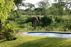 Elephant at the swimming pool