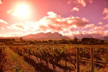 Stellenbosch vineyards, Cape Winelands