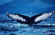 Whale Watching in South Africa