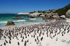 The penguins at Boulders Beach in Simon's Town, Western Cape