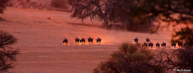 Kgalagadi Transfrontier Park - Wildebeest