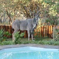 Needles Lodge, Marloth Park