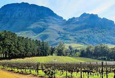 Vineyard in Stellenbosch in the Cape Winelands