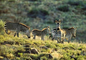 Cape Mountain Zebra South African Tourism