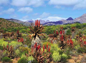 Aloes and Succulents in the Karoo - South African Tourism