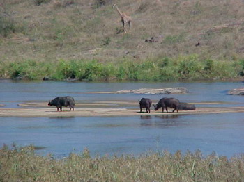 Elephant Walk Retreat, Crocodile Bridge Gate