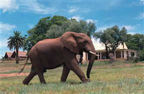 Gorah Elephant Camp, Addo