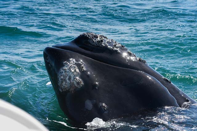 Southern Right Whale Hermanus