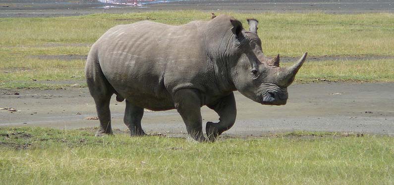 White rhino in Botswana