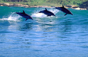 Salt Rock - dolphins
