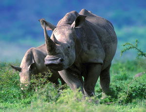 White Rhino and calf  South African Tourism
