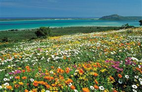 Spring flowers in Langebaan