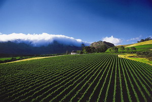 Mont Rochelle Hotel and Mountain Vineyards - click for larger image