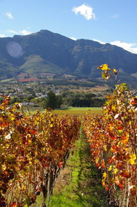 Mont Rochelle Hotel and Mountain Vineyards - click for larger image