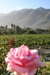 Montagu Vines - 4 star Guesthouse in a wine producing vineyard in Montagu, Route 62, South Africa - click for larger image
