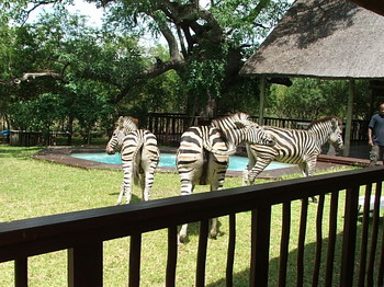 Needles Lodge, Marloth Park, Kruger National Park