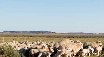 New Holme Karoo Guest Farm, near Colesberg