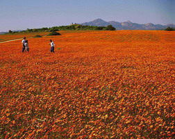 Namaqualand, South Africa