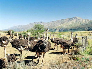 Ostriches in Oudtshoon - photo cc-by-sa Reinderd Visser