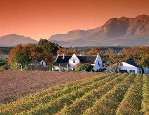 Paarl vineyard, Cape Winelands, South Africa