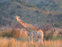 Giraffe in Pilanesberg