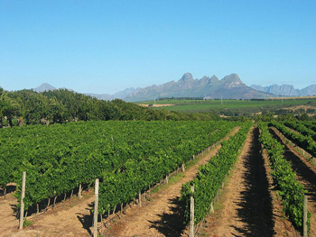 Stellenbosch vineyard - click for larger image