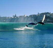 Bottle Nose Dolphins in Margate