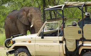 Rhino Walking Safaris, Kruger National Park