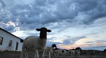 Aan de Voor Safaris, Game Farm, Colesberg