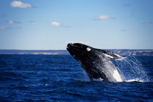 Southern Right Whale, Witsand