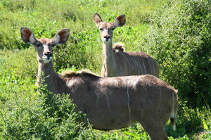 Addo Bush Palace Private Reserve - Click for larger image