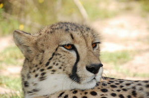 African Game Lodge