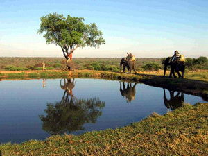 Elephant back safari