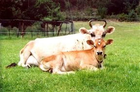 Rosendal Guest Farm