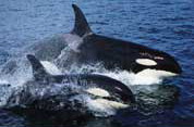 Whale Watching in Fish Hoek, South Africa