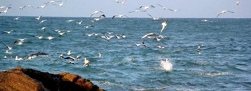 Beachcomber Bay, Guesthouse, Ramsgate / Margate, Kwa-Zulu Natal, South Africa