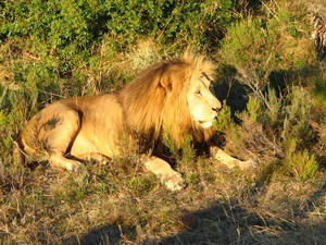 Botlierskop Private Game Reserve