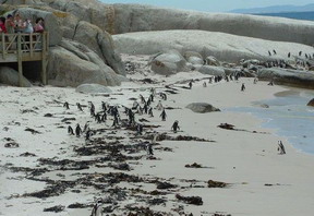 Boulders Beach penguins
