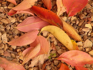 Autumn Leaves - Bradclin Sport, Newlands - Cape Town, Western Cape, South Africa - click for larger image