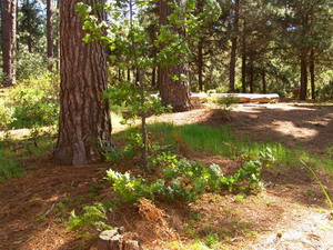 Forest Views - Bradclin Sport, Newlands - Cape Town, Western Cape, South Africa - click for larger image