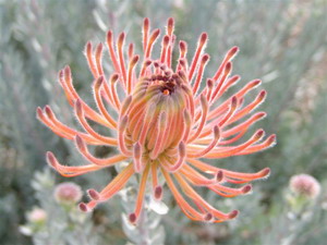 Protea - Bradclin Sport, Newlands - Cape Town, Western Cape, South Africa - click for larger image