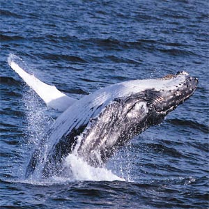 Whale Watching on the Breede River