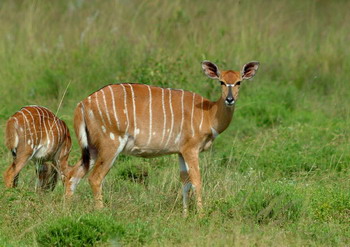 Gooderson Bushlands Game Lodge Hluhluwe