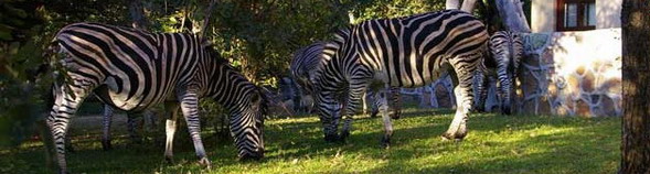 Bushwise Safari Lodge at the Crocodile Bridge Gate in Kruger National Park, South Africa
