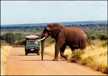 African elephant