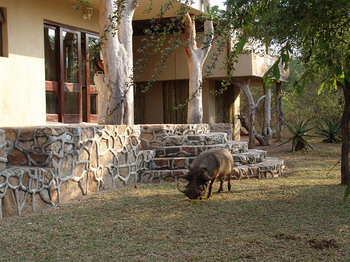Bushwise Safari Lodge