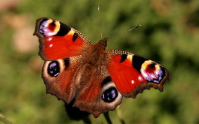 Butterflies for Africa