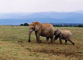 Camp Figtree, Greater Addo