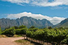 Vineyard in Franschhoek
